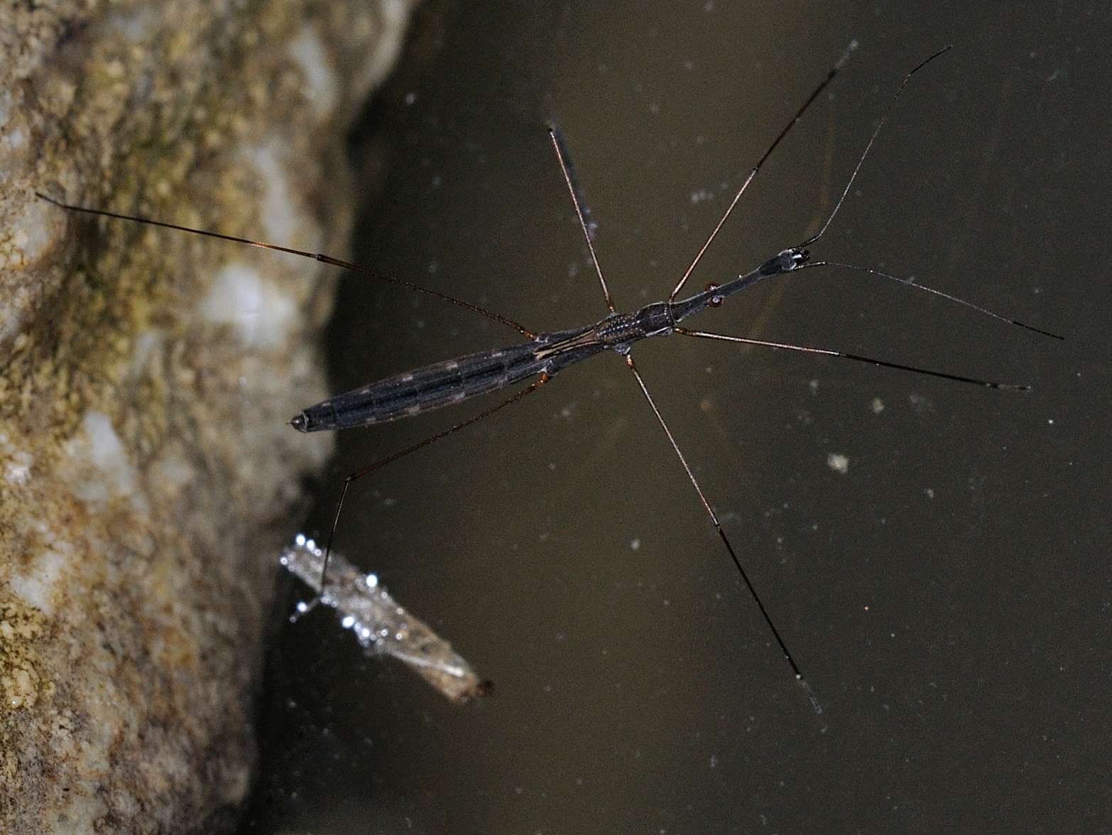 Hydrometridae: Hydrometra stagnorum della Sardegna